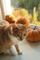 Autumn photos of a cat with pumpkins.

