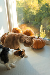 Autumn photos of a cat with pumpkins.

