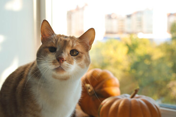 Autumn photos of a cat with pumpkins.

