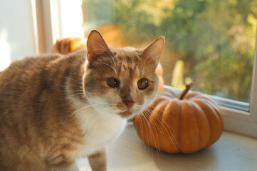 Autumn photos of a cat with pumpkins.

