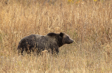 Grizzly Bear in Tall Weeds in Autumn in Grand Teton National Park Wyoming