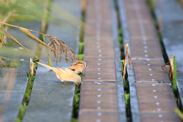 bearded reedling