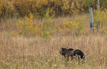 Grizzly Bear in Tall Weeds in Autumn in Grand Teton National Park Wyoming