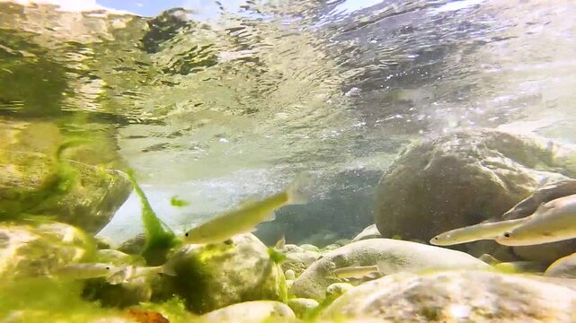 Shoal of fish Squalius squalus,Italian Chub or Cavedano,swimming in a clear Lazio river among rocks and algae,showing natural freshwater biodiversity and Mediterranean aquatic wildlife behavior.