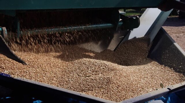 Harvesting wheat grains with a combine during daylight hours