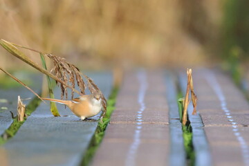 bearded reedling