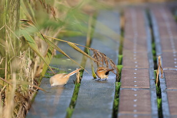 bearded reedling