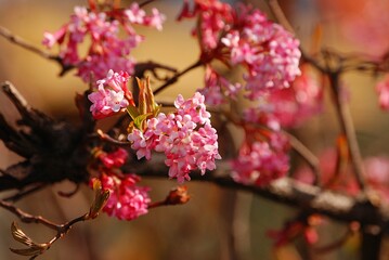 Zweige mit rosa Kirschblüten im Frühling.