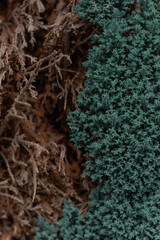 Contrast of dried brown branches and dense green conifer texture, natural forest detail with organic color contrast and botanical structure.