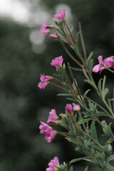 Pink wildflowers on slender stems with green leaves against a soft blurred natural background.
