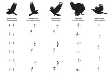 Obraz premium American Bird Species, Silhouettes with Corresponding Footprints