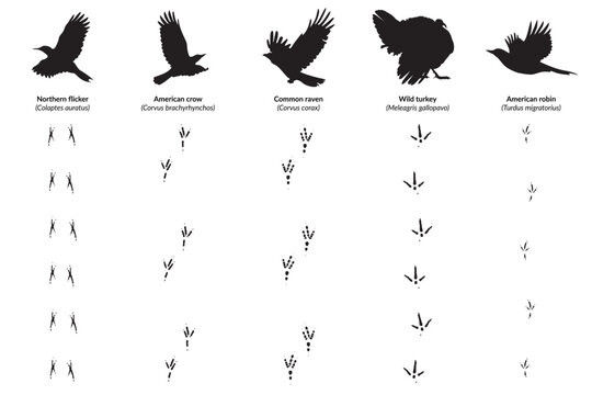 American Bird Species, Silhouettes with Corresponding Footprints