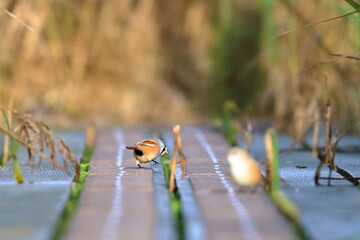 bearded reedling