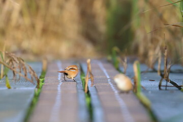 bearded reedling