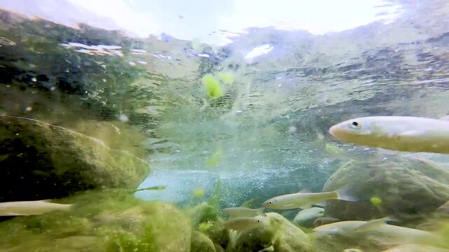 Shoal of fish Squalius squalus,Italian Chub or Cavedano,swimming in a clear Lazio river among rocks and algae,showing natural freshwater biodiversity and Mediterranean aquatic wildlife behavior.