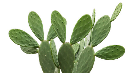 Opuntia Cactus With Green Flat Pads And Spines Isolated On Black Background Realistic Photo