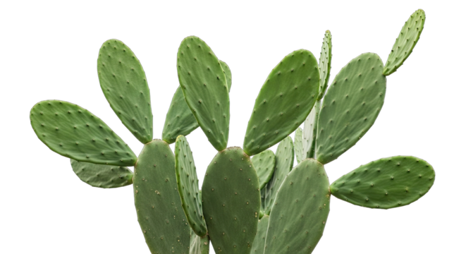 Opuntia Cactus With Green Flat Pads And Spines Isolated On Black Background Realistic Photo