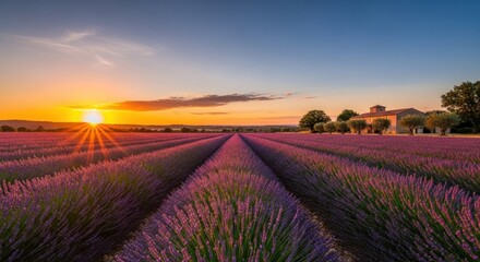 Stunning Provence Lavender Field at Sunset with Farmhouse