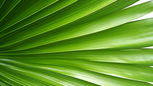 Green palm leaf shows parallel lines, offers nature texture for backgrounds, branding, posters.