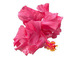 red hibiscus flower, Rose Mallow, Chinese Rose, Hibiscus rosa-sinensis, Hibiscus, Shoe flower, Flowers, leaves, blooming flowers, petals, stamens, pink, orange, yellow, red, green, png