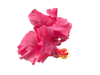 red hibiscus flower, Rose Mallow, Chinese Rose, Hibiscus rosa-sinensis, Hibiscus, Shoe flower, Flowers, leaves, blooming flowers, petals, stamens, pink, orange, yellow, red, green, png