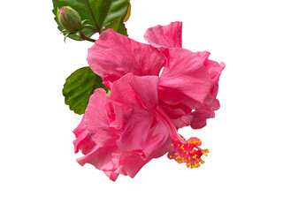pink hibiscus flower, Rose Mallow, Chinese Rose, Hibiscus rosa-sinensis, Hibiscus, Shoe flower, Flowers, leaves, blooming flowers, petals, stamens, pink, orange, yellow, red, green, png