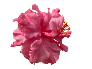 pink hibiscus flower, Rose Mallow, Chinese Rose, Hibiscus rosa-sinensis, Hibiscus, Shoe flower, Flowers, leaves, blooming flowers, petals, stamens, pink, orange, yellow, red, green, png