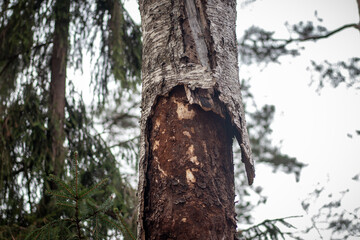 Damaged tree trunk with peeling bark and exposed wood, showing signs of rot or insect damage in a dense coniferous forest.