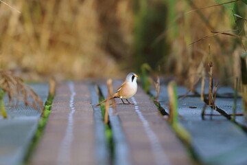 bearded reedling