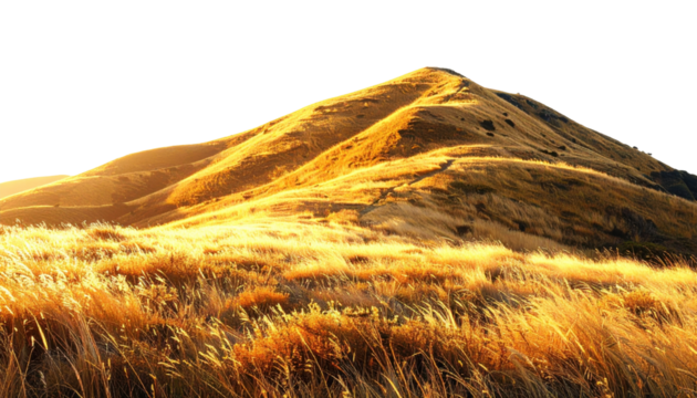 Golden Hills Bathed in Sunlight Under a Clear Sky in a Serene Landscape Setting