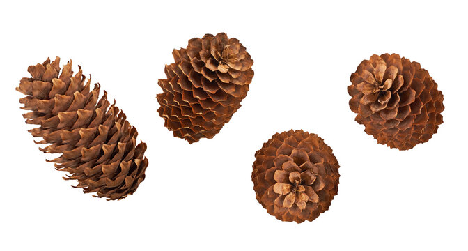 Collection of brown fir cones isolated on a transparent background. Detailed natural pine cones in various angles for Christmas, winter, and nature-themed designs. PNG file.