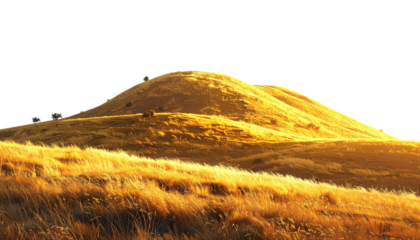 Golden Rolling Hills Bathed in Warm Sunlight Against a Clear Blue Sky in Nature's Landscape
