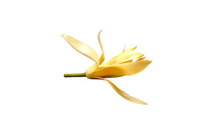 Champaka on white background.Magnolia  Flowers,isolated on white background.