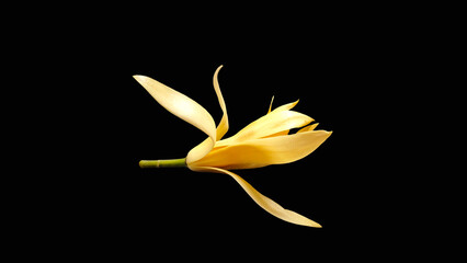 Champaka on white background.Magnolia  Flowers,isolated on black  background.
