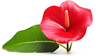 Red Anthurium blossom and green leaf glows against the white background. Ideal for botanical prints, romantic backdrops, and product photography.
