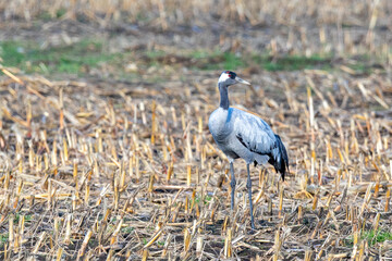 Fototapeta premium Kranich auf abgeernteten Maifeld in der Region Zingst an der Ostsee.