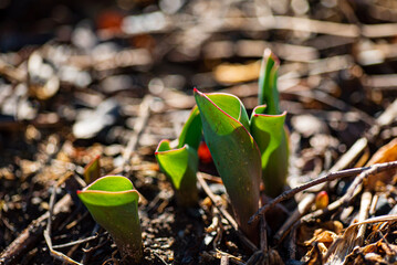 Fresh green shoots break through the earth, symbolizing the arrival of spring and new beginnings