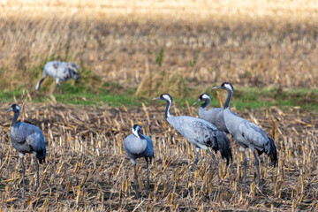 Fototapeta premium Kraniche auf abgeernteten Maifeld in der Region Zingst an der Ostsee.