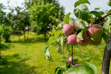 Ripening apples glisten on a tree branch surrounded by lush green grass in a serene orchard