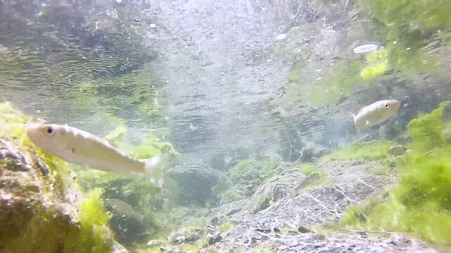 Shoal of fish Squalius squalus,Italian Chub or Cavedano,swimming in a clear Lazio river among rocks and algae,showing natural freshwater biodiversity and Mediterranean aquatic wildlife behavior.