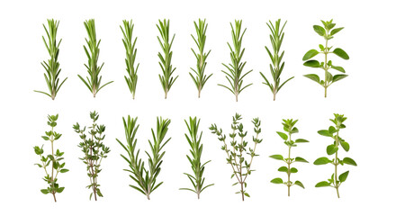 Fototapeta premium Collection of fresh rosemary and oregano herb sprigs isolated on transparent background
