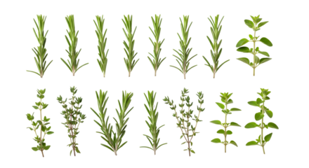 Collection of fresh rosemary and oregano herb sprigs isolated on transparent background