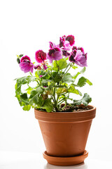 Colorful pelargonium flowers showcase vibrant shades of pink and purple in a sunny spot indoors
