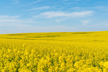 Obraz premium Golden blooms of rapeseed fill the landscape, creating a vibrant sea of yellow under sunny skies