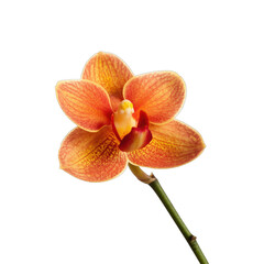 Orchid Flower Vibrant Orange and Yellow Petals Detailed Macro Studio Shot Isolated on Black Background Elegant Botanical Beauty