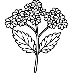 Tansy line art vector
