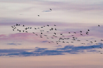 Obraz premium Am rosa Himmel fliegende Kraniche.