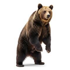 Obraz premium Full body shot of a brown bear standing upright on a white background