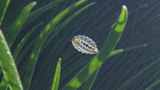 underwater 4k macro footage midge pupa moving through aquatic plants while preparing to rise to surface capturing fascinating insect behavior crystal clear detail