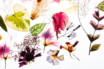Fototapeta premium A colorful collection of dried flowers displays delicate shapes against a bright backdrop